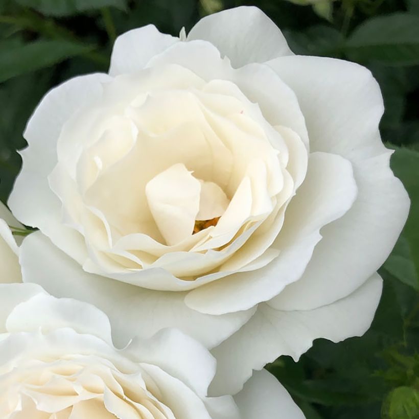 Rosa x floribunda PATIO ROSE Baby Iceberg - Floribunda Rose (Flowering)