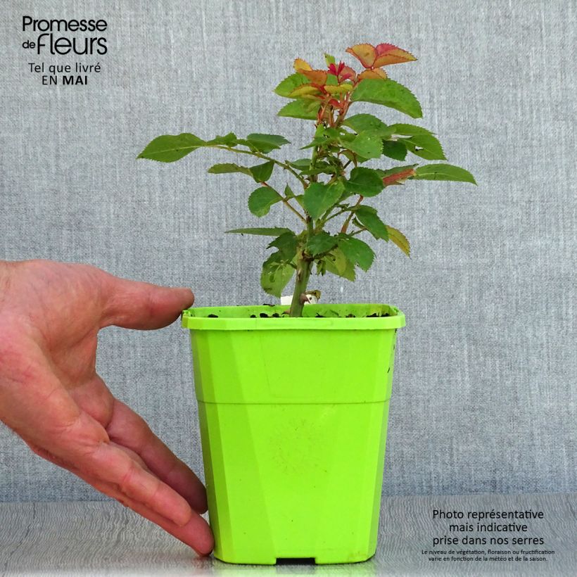 Rosa x floribunda PATIO ROSE Xenia - Floribunda Rose 1.5L/2L pot sample as delivered in spring
