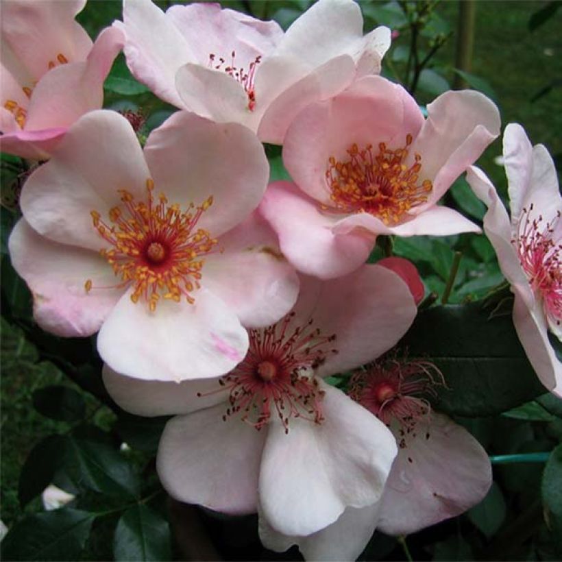 Rosa x floribunda Astronomia - Floribunda Rose (Flowering)