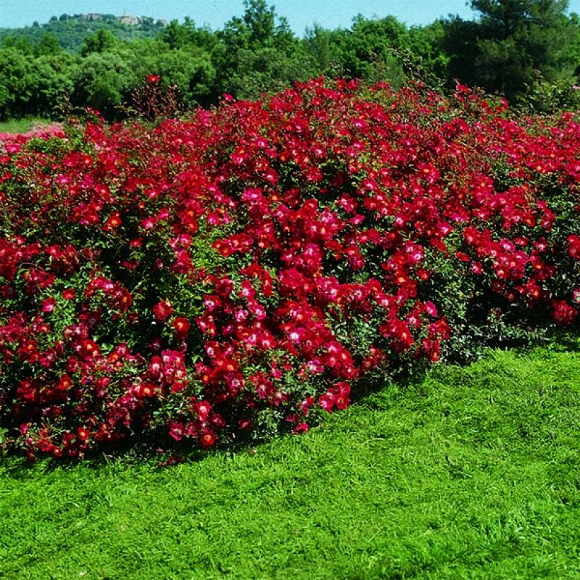 Rosa 'Rouge Meillandécor' - Shrub Rose (Plant habit)