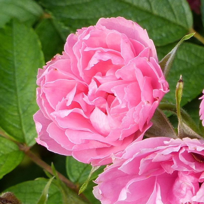 Rosa rugosa Pink Grootendorst (Flowering)