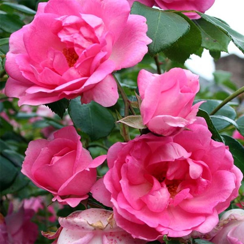 Rosa x polyantha Centenaire de Lourdes  (Flowering)