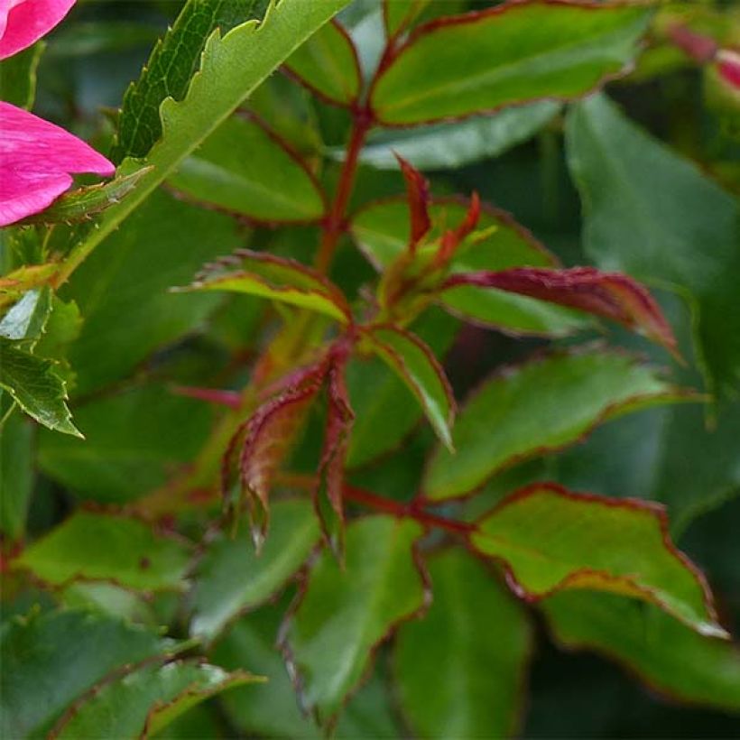 Rosa x persica 'Queen Babylon Eyes' - Miniature Rose (Foliage)