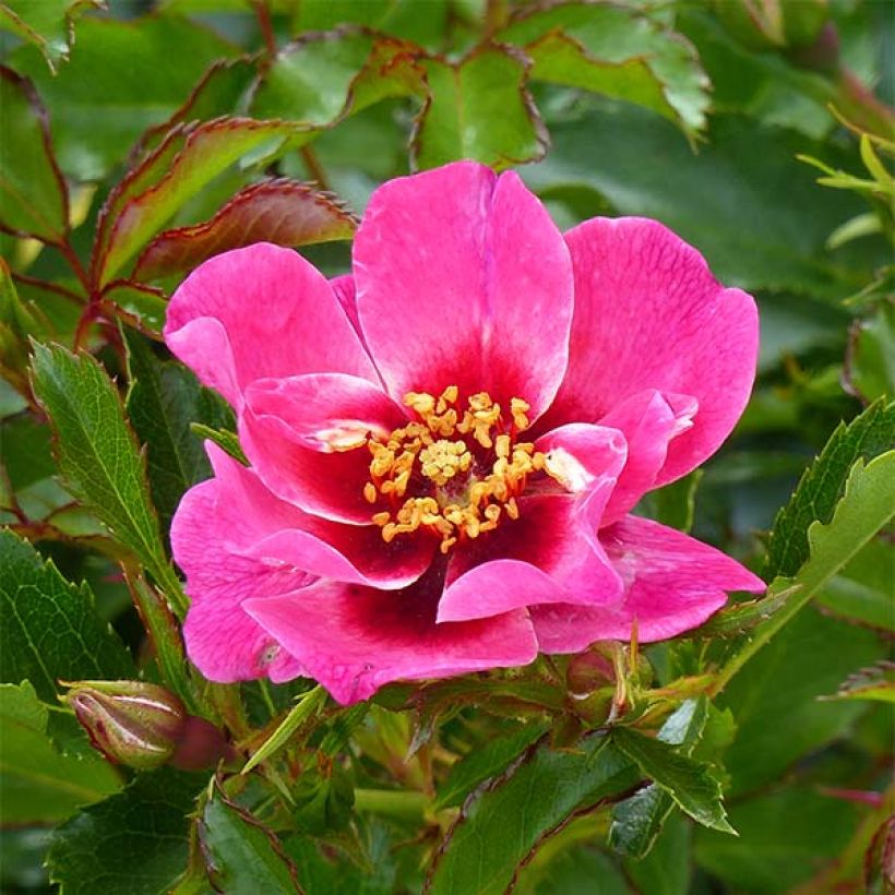 Rosa x persica 'Queen Babylon Eyes' - Miniature Rose (Flowering)