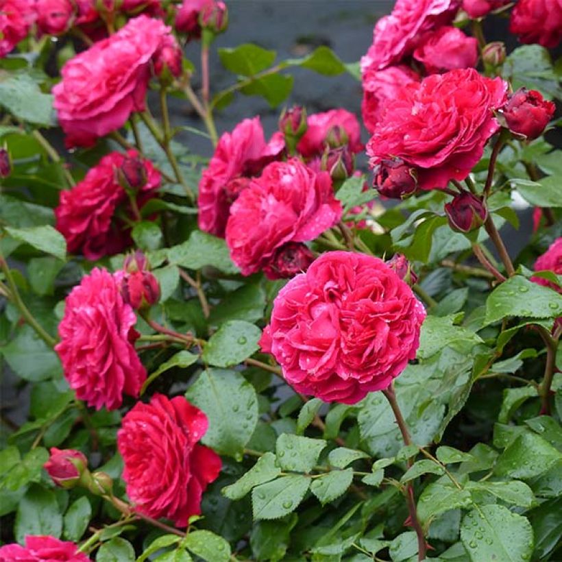 Rosa x floribunda Red Leonardo da Vinci Meiangele (Flowering)