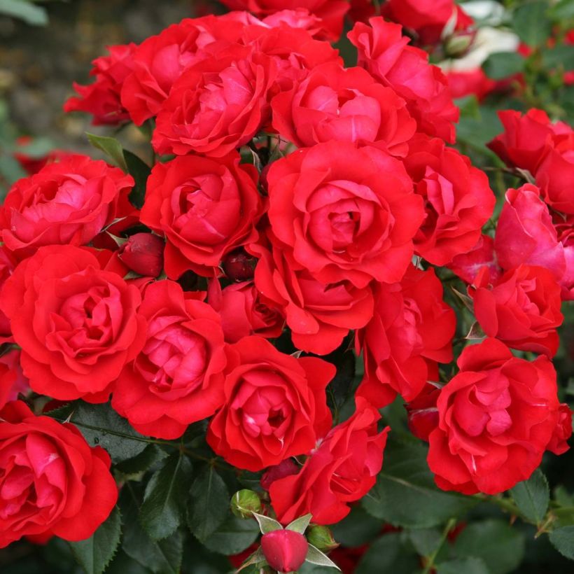 Rosa x floribunda Rigo Rosen Black Forest Rose - Floribunda Rose (Flowering)