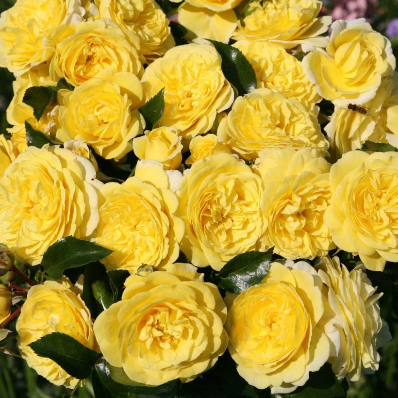 Rosa x floribunda Rigo Rosen - 'Solero' - Shrub Rose  (Flowering)