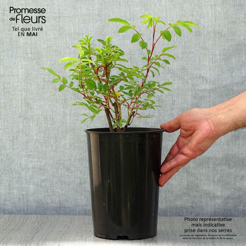Rosa x rugosa Thérèse Bugnet - Shrub Rose 4L/5L pot sample as delivered in spring
