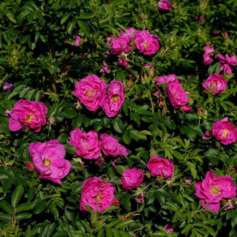 Rosa x rugosa 'SavoraNova Smart' - Rugosa Rose (Flowering)