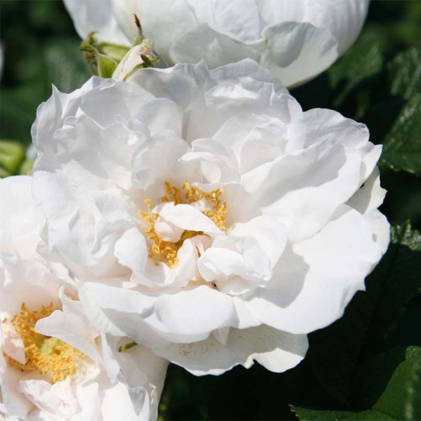 Rosa x rugosa 'SavoraNova White'  - Rugosa Rose (Flowering)