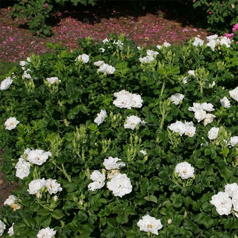 Rosa x rugosa 'SavoraNova White'  - Rugosa Rose (Plant habit)