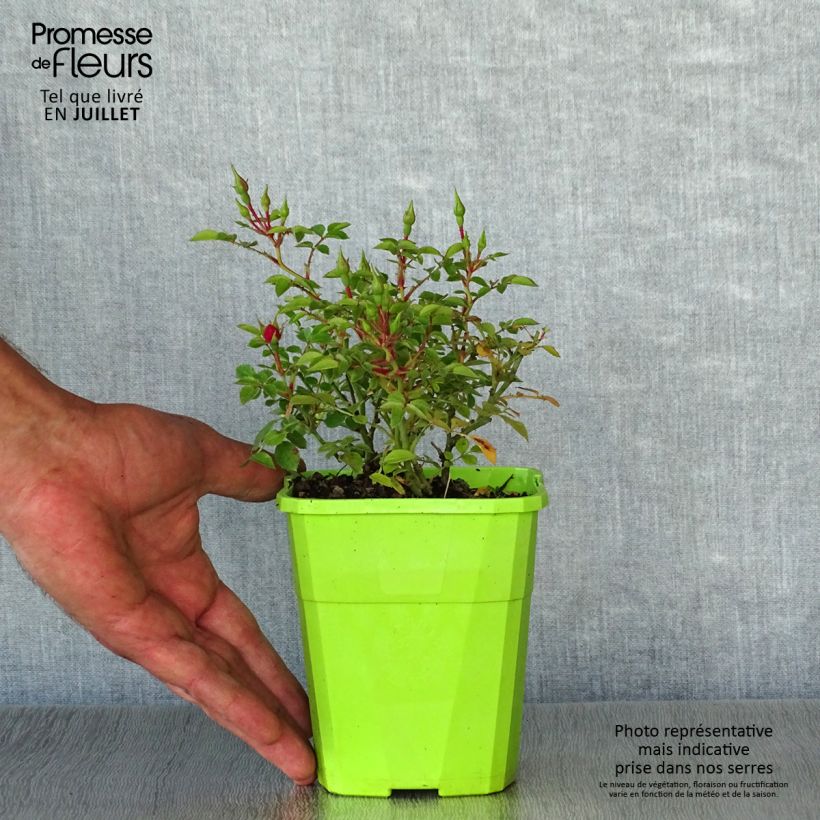 Rosa x polyantha - Sans Contraintes - 'Knirps' - Ground Cover Rose 3L/4L pot sample as delivered in summer
