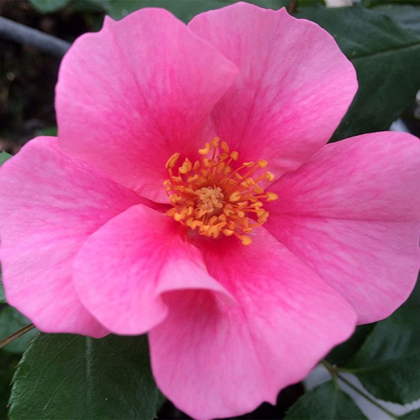 Rosa x persica See You In Pink - Hybrid shrub rose (Flowering)