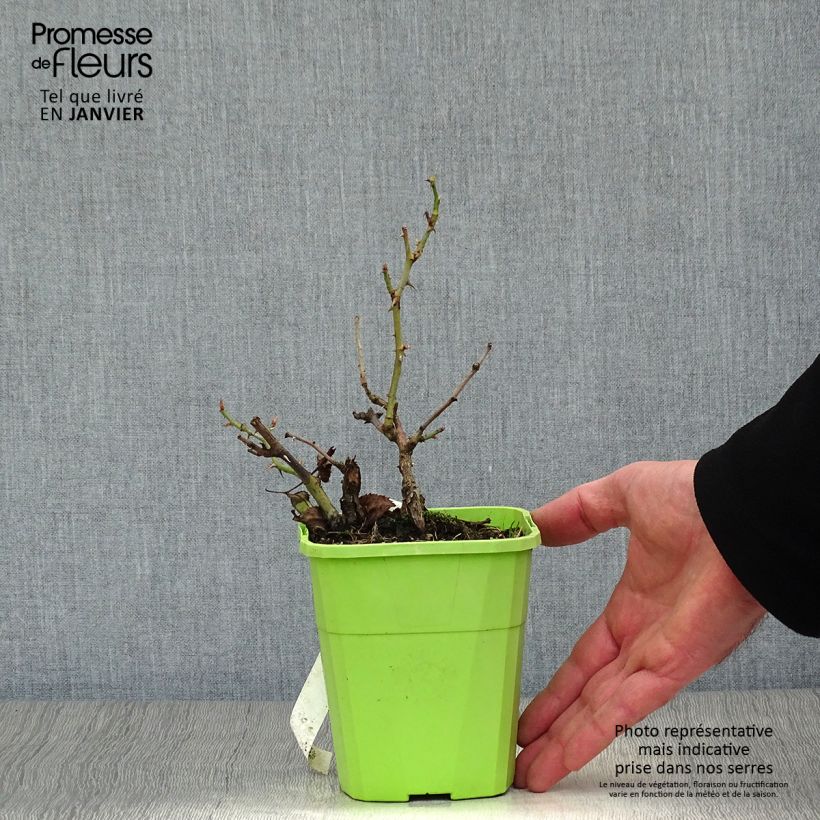 Rosa x persica See You In Red - Hybrid shrub rose 1.5L/2L pot sample as delivered in winter