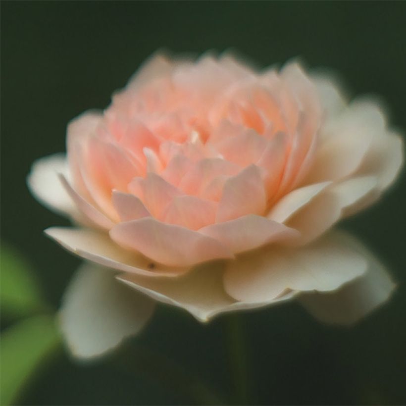 Rosa  Sweet Juliet - English Shrub Rose (Flowering)