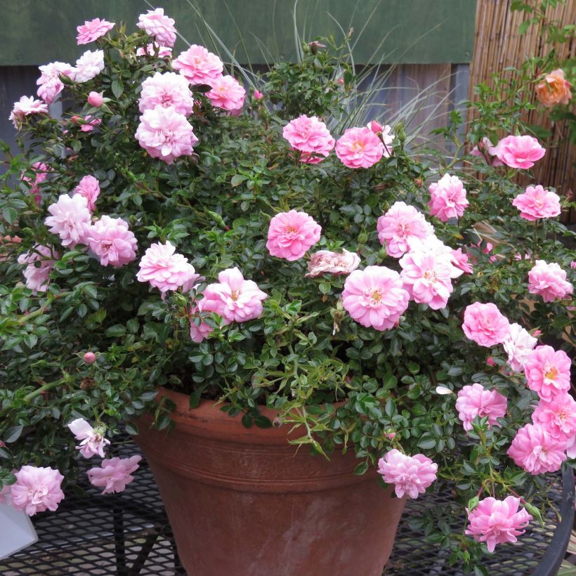 Rosa x polyantha 'Sans Contraintes' 'Sweet Knirps' - Ground Cover Rose (Plant habit)