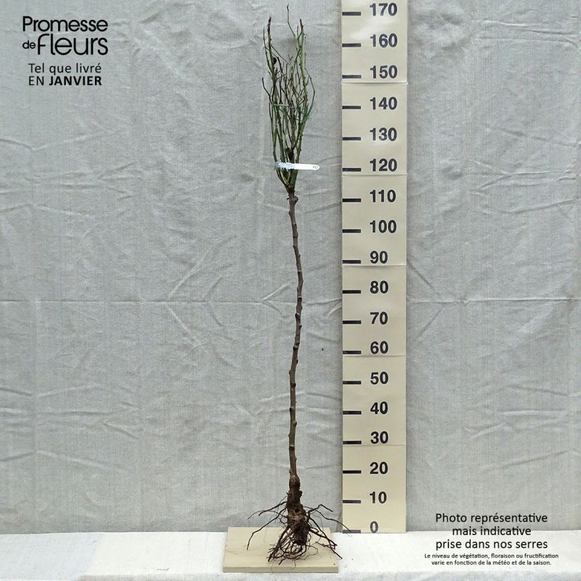 Rosa Claire Austin - English Climbing Rose Bare rootShipped height around 130/170cm sample as delivered in winter