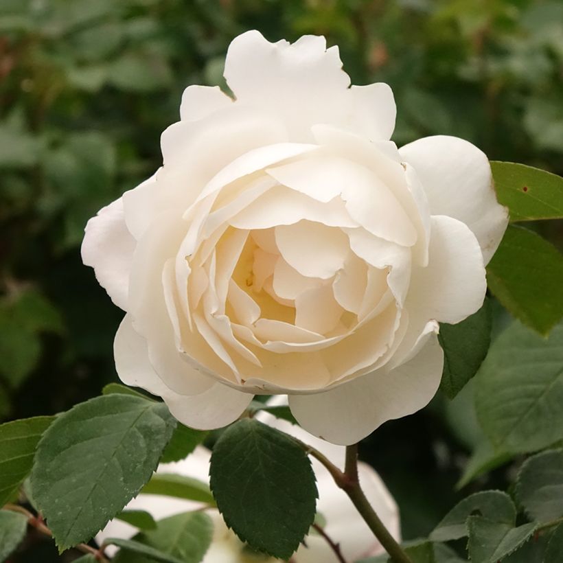 Rosa Desdemona - English Shrub Rose (Flowering)