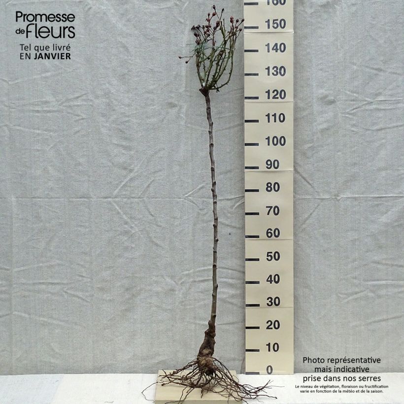 Rosa Desdemona - English Shrub Rose Bare rootShipped height around 80/120cm sample as delivered in winter