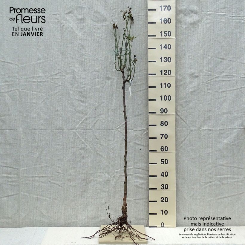 Rosa Gertrude Jekyll - English Shrub Rose Bare rootShipped height around 80/120cm sample as delivered in winter