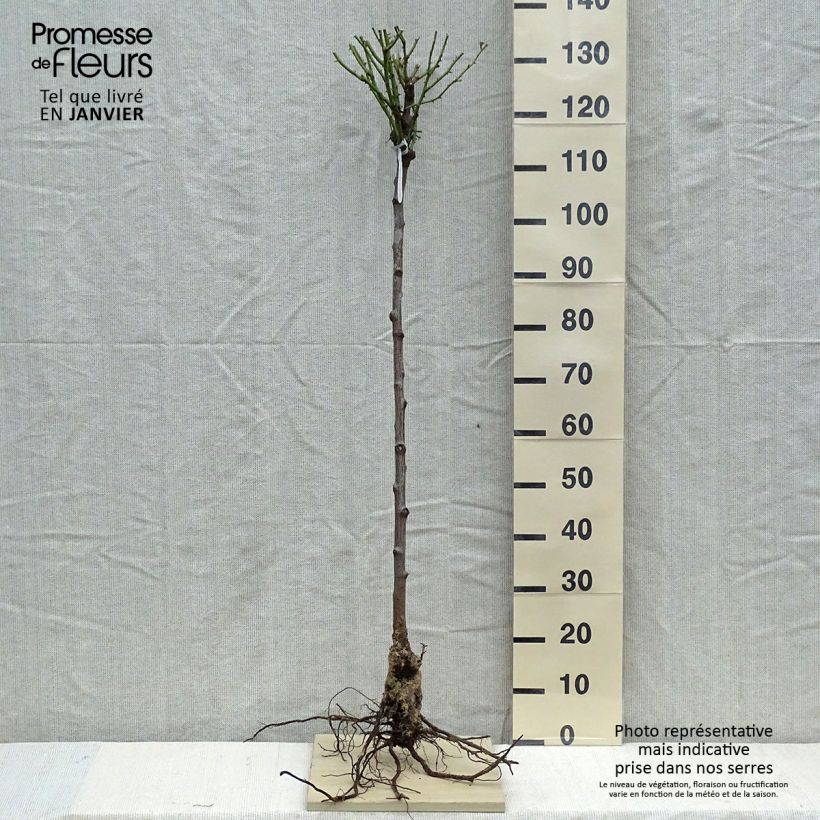 Rosa Olivia Rose Austin - English Shrub Rose Bare rootShipped height around 80/120cm sample as delivered in winter