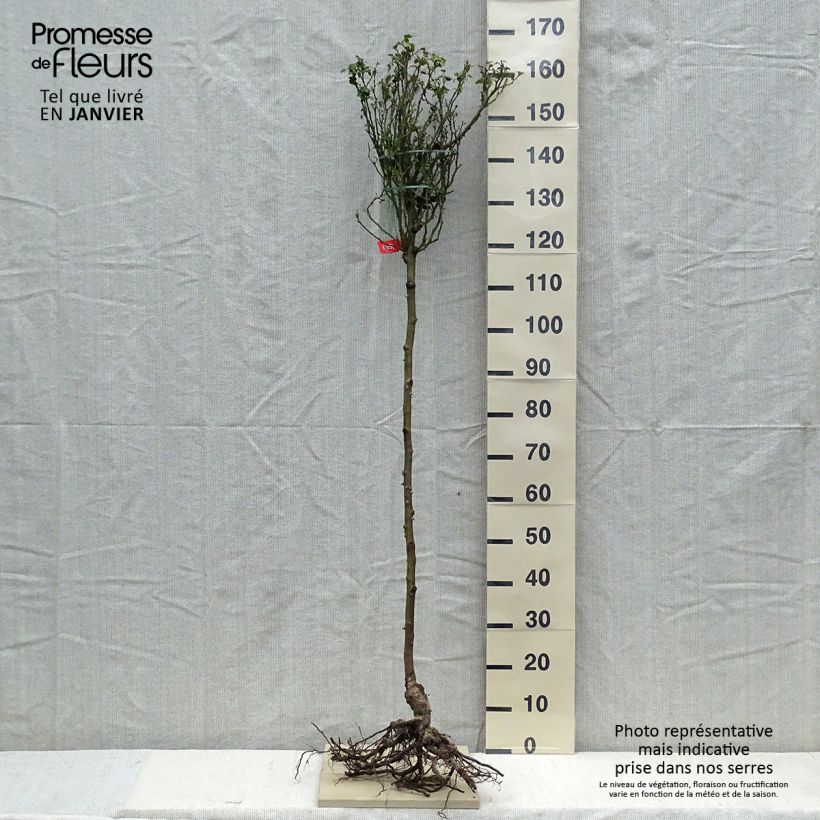 Rosa  Décorosiers Isalia - Shrub Rose Bare rootShipped height around 80/120cm sample as delivered in winter