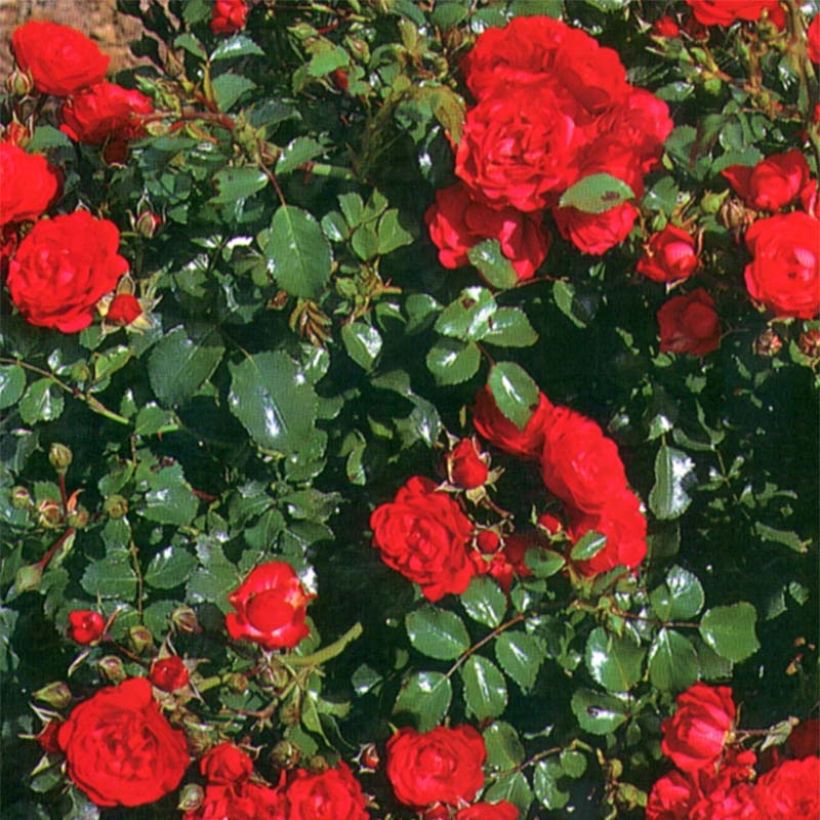 Rosa x polyantha - Sans Contraintes - 'Toscana' - Ground Cover Rose (Foliage)