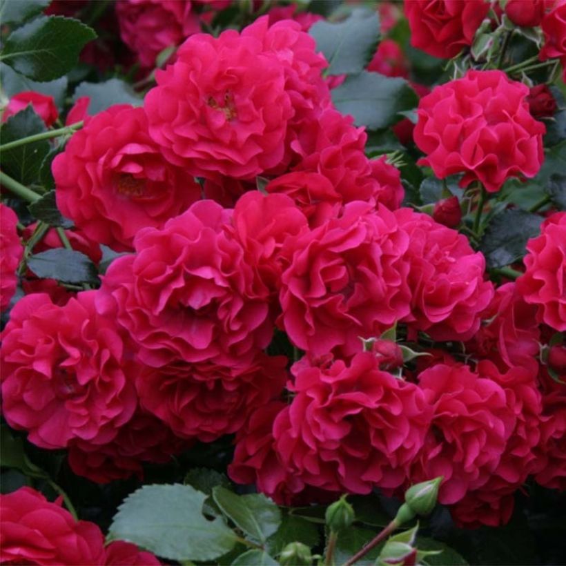 Rosa x polyantha - Sans Contraintes - 'Toscana' - Ground Cover Rose (Flowering)