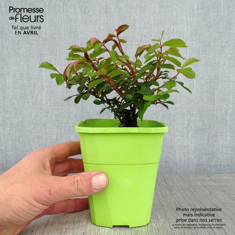 Rosa  Urban Streetlight Larissa - groundcover rose 1.5L/2L pot sample as delivered in spring