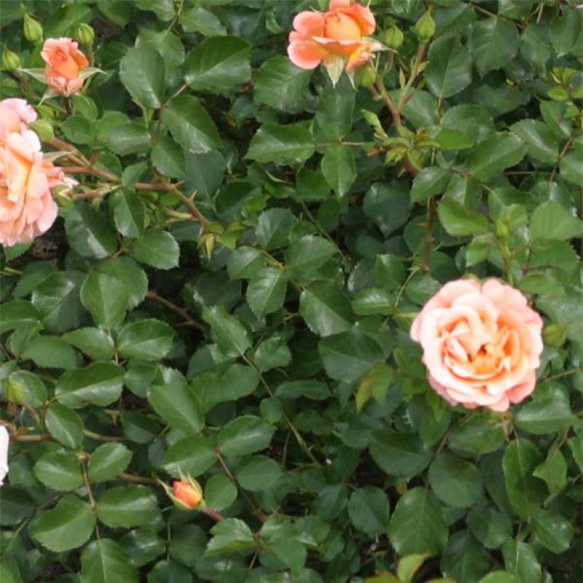 Rosa x floribunda Urban Streetlight Rekord Cubana - Floribunda Groundcover Rose (Foliage)
