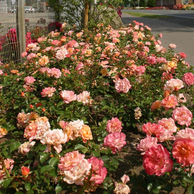 Rosa x floribunda Urban Streetlight Rekord Cubana - Floribunda Groundcover Rose (Plant habit)