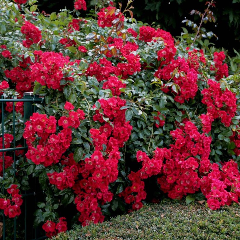 Rosa x floribunda Urban Streetlight Rekord Sommerabend - Groundcover Floribunda Rose (Plant habit)