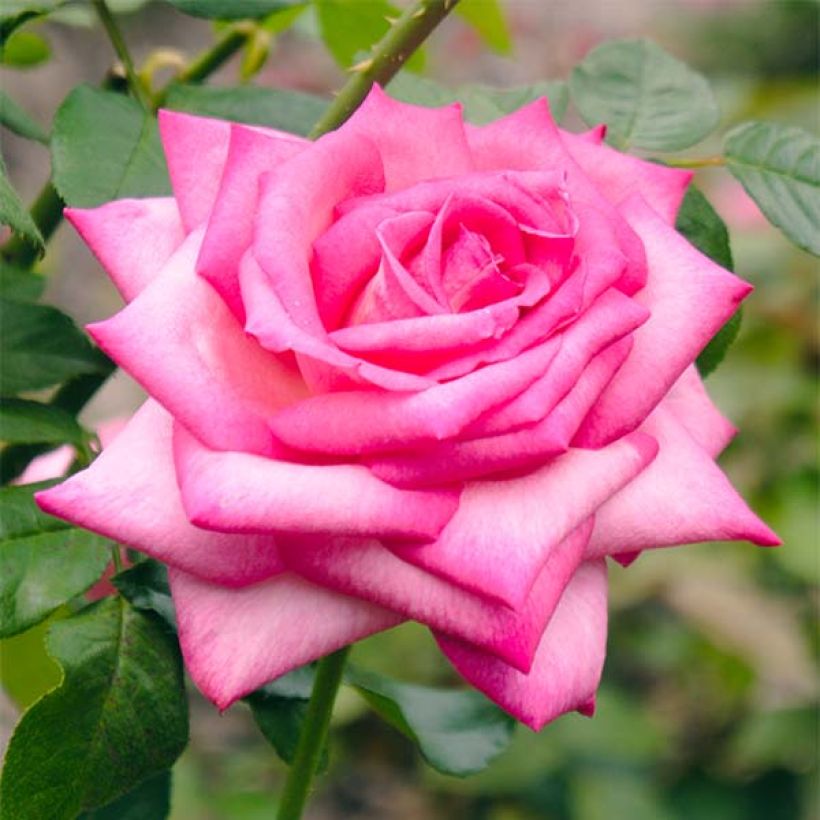 Rosa Wedding Bells (Flowering)