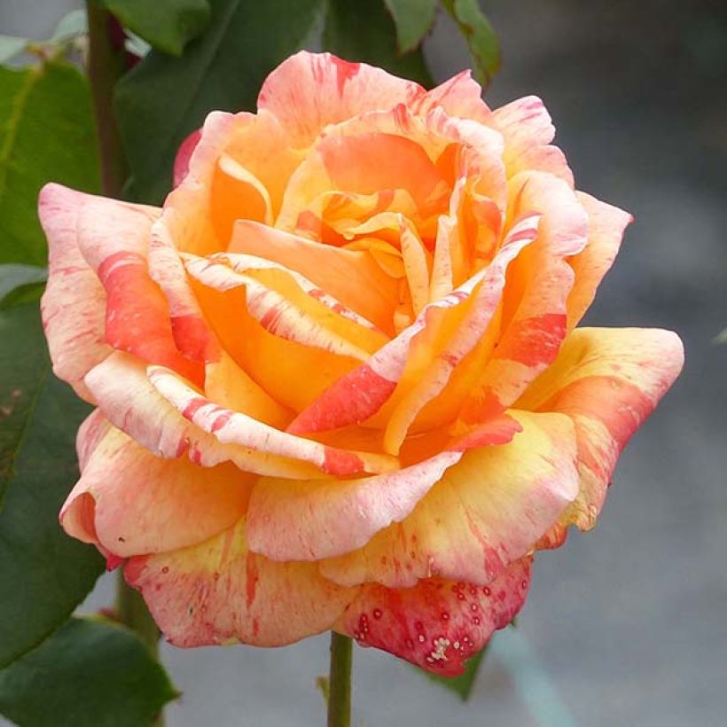 Rosa 'André Willemse' - Hybrid Tea Rose (Flowering)