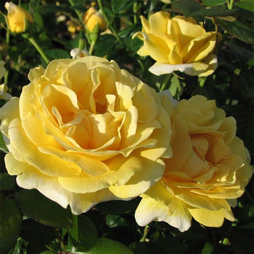 Rosa 'Michelangelo' - Shrub Rose (Flowering)