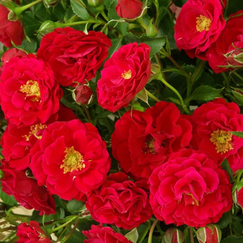 Rosa x floribunda Alain - Floribunda Rose (Flowering)