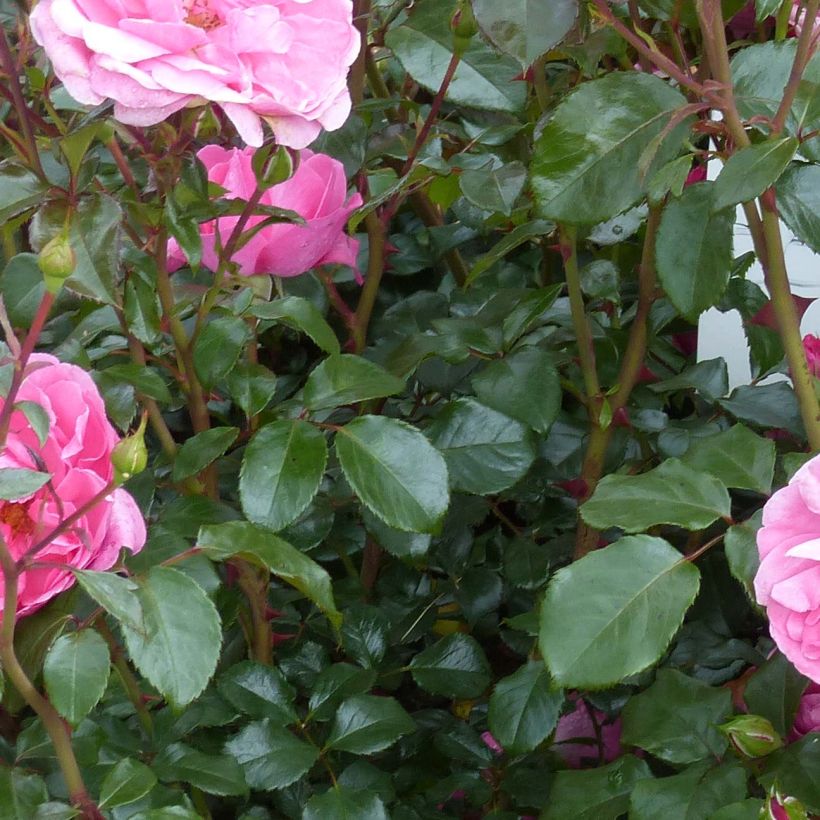 Rosa x floribunda Berleburg 'Poulbella' (Foliage)
