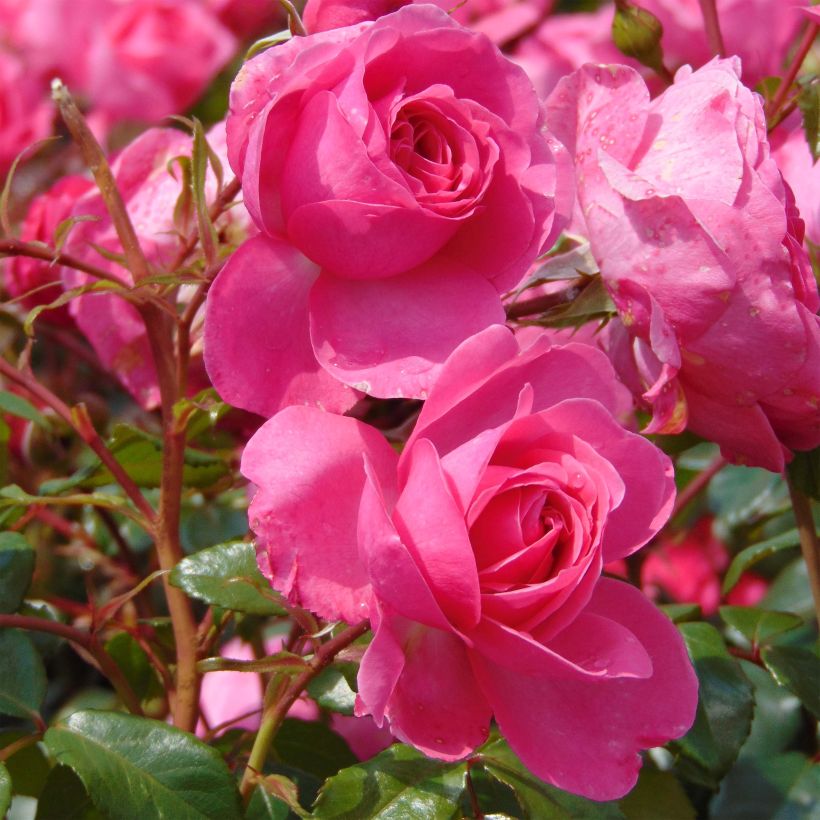 Rosa x floribunda Berleburg 'Poulbella' (Flowering)