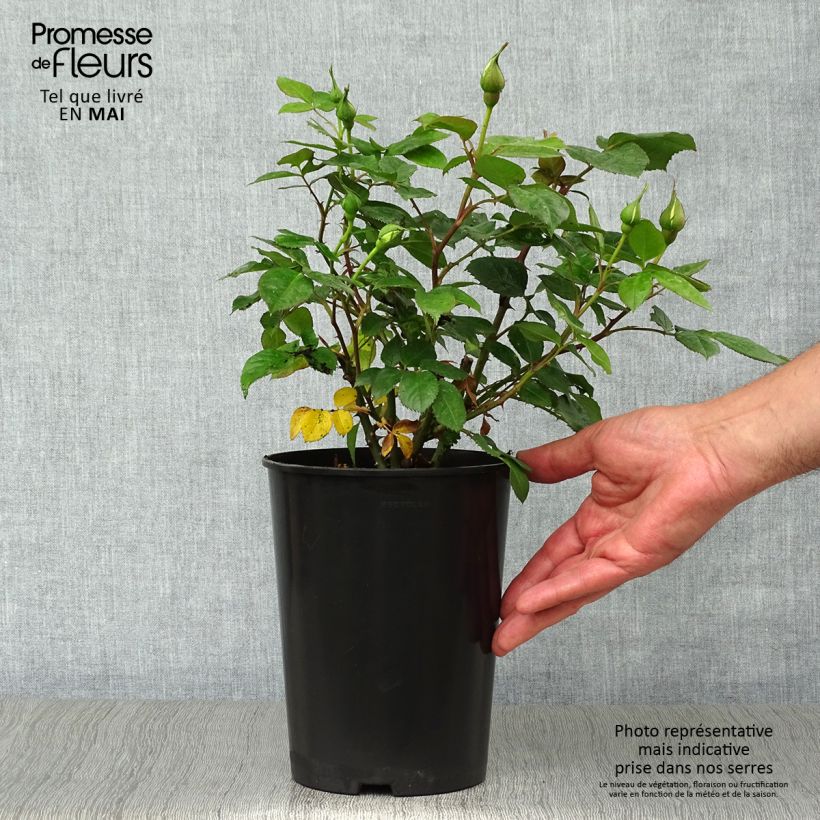 Rosa x floribunda Bernstein Rose - Floribunda Rose 2L/3L pot sample as delivered in spring