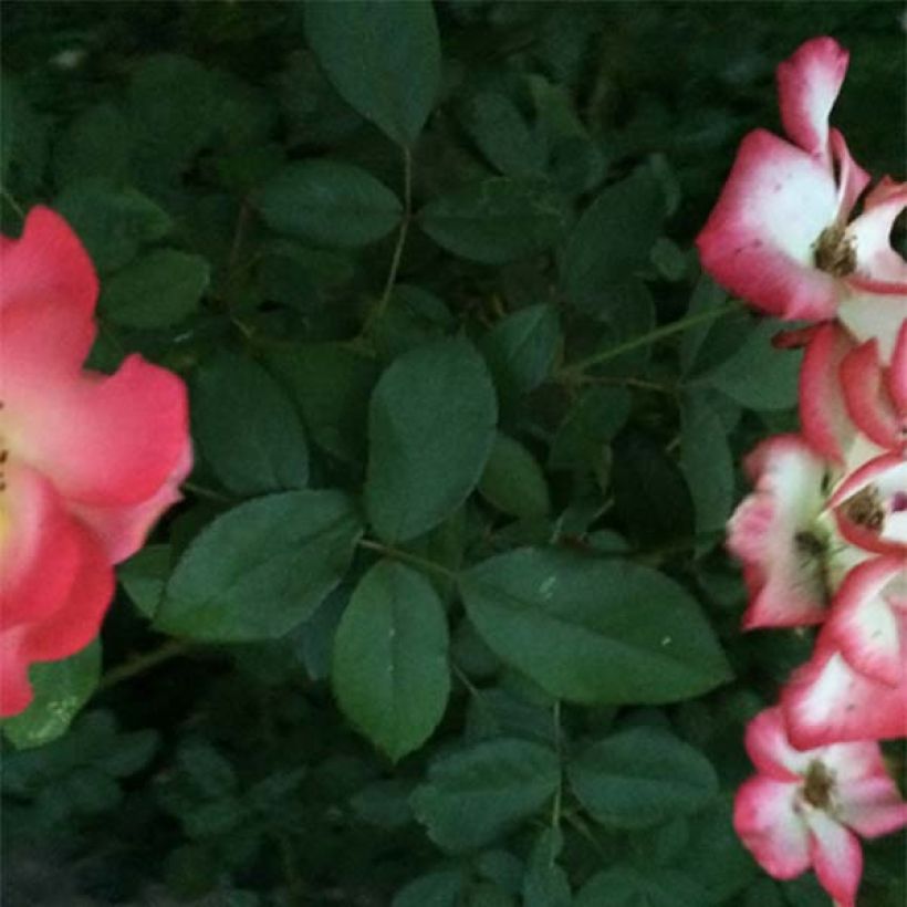 Rosa x floribunda Betty Boop - Floribunda Rose (Foliage)