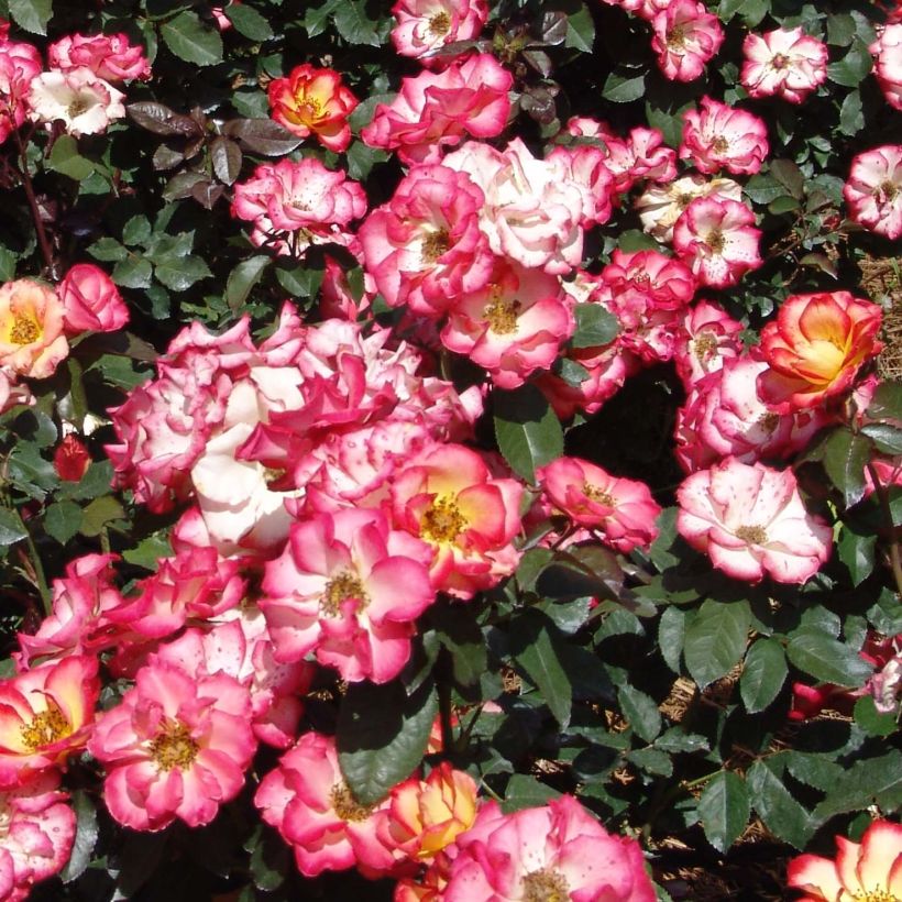 Rosa x floribunda Betty Boop - Floribunda Rose (Flowering)