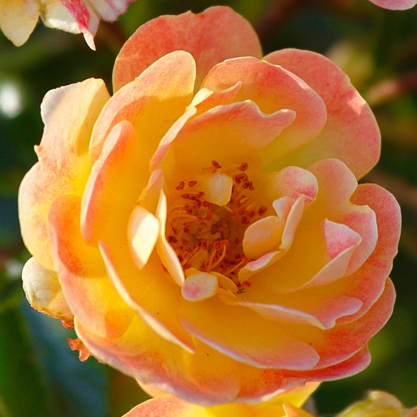 Rosa Bees Paradise Fruity - patio, groundcover rose (Flowering)