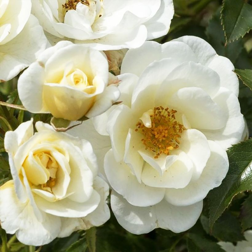 Rosa Bees Paradise Ivory - patio rose (Flowering)