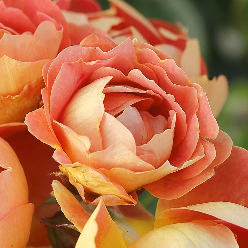 Rosa Bees Paradise Mango - Patio Rose (Flowering)