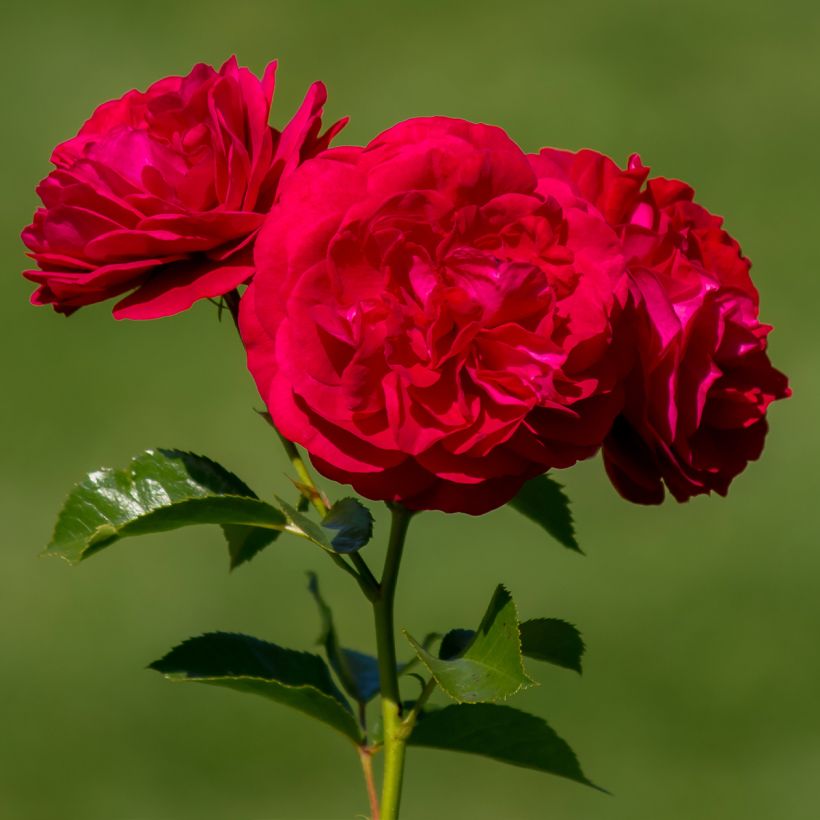 Rosa floribunda Bordeaux (Flowering)