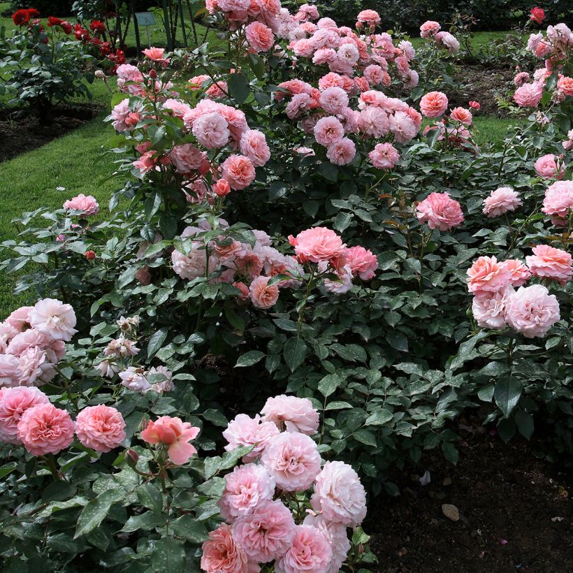 Rosa Botticelli (Plant habit)