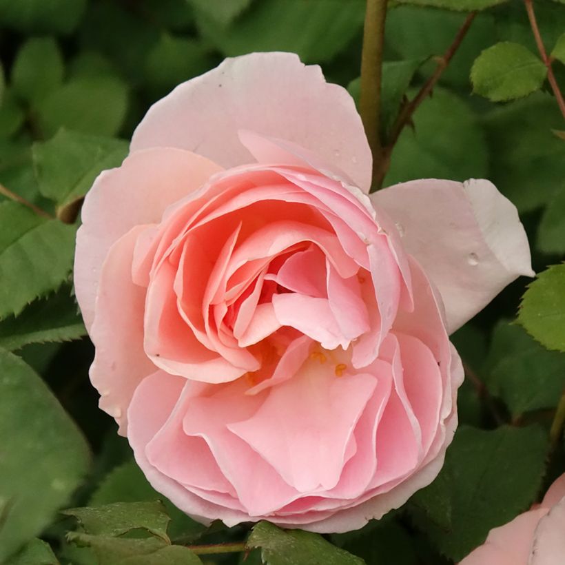 Rosa x floribunda Caroline's Heart (Flowering)