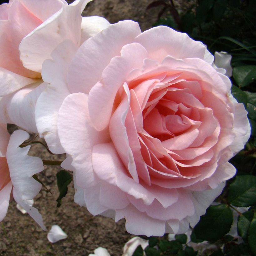 Rosa x floribunda Caroline's Heart (Flowering)