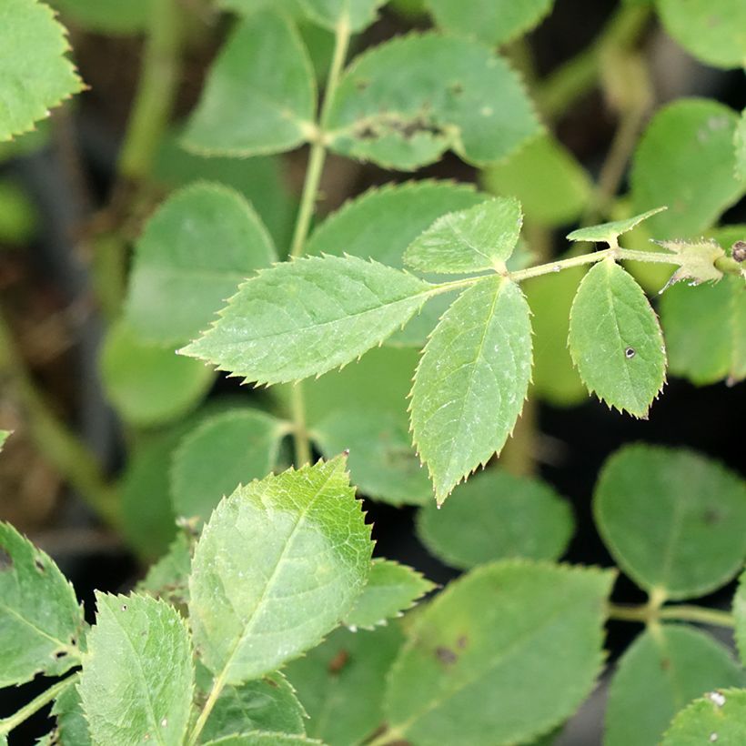 Rosa moschata Comtesse André dOultremont - Musk Rose (Foliage)