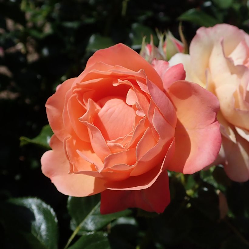 Rosa x floribunda Fantasia Coral Lions-Rose 'KORzwanlio' (Flowering)